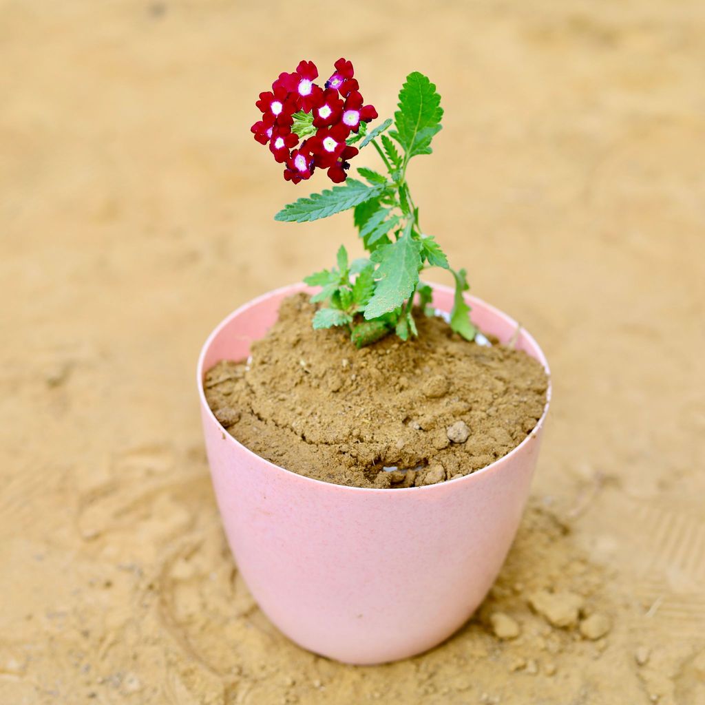 ATUL0815 - Verbena (any colour) in 6 Inch Pink Marble Premium Orchid Round Plastic Pot