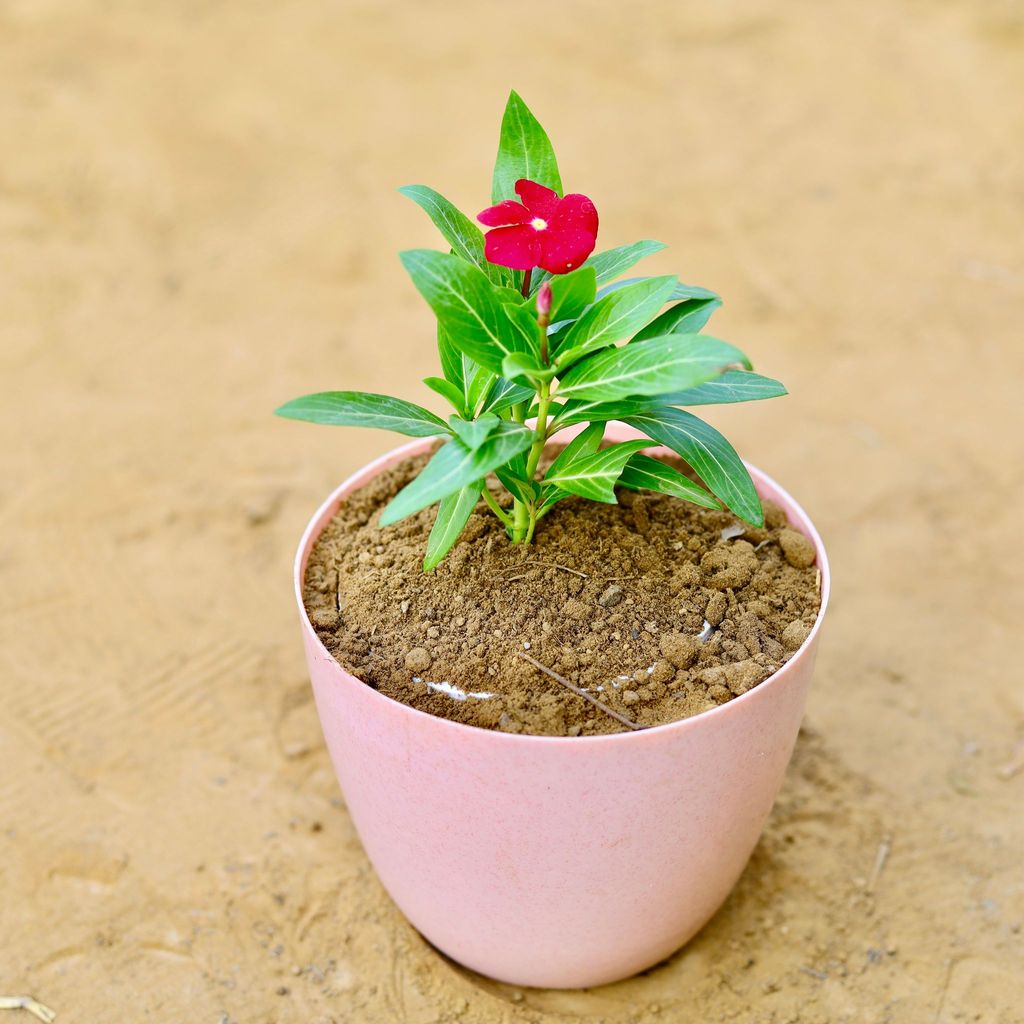 ATUL0816 - Periwinkle / Vinca / Sadabahar (any colour) in 6 Inch Pink Marble Premium Orchid Round Plastic Pot