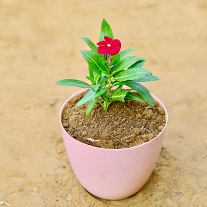 Buy Periwinkle / Vinca / Sadabahar (any colour) in 6 Inch Pink Marble Premium Orchid Round Plastic Pot Online | Urvann.com