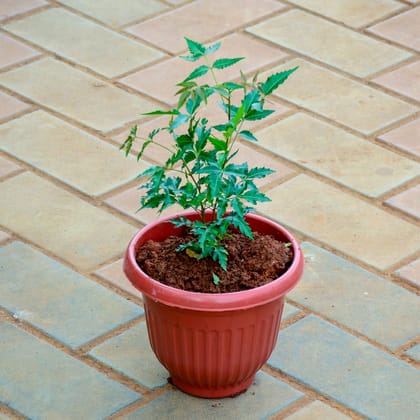 Buy Neem Plant / Azadirachta indica in 8 Inch Terracotta Red Olive Plastic Pot Online | Urvann.com