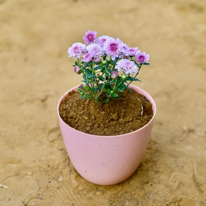 Buy Chrysanthemum / Guldawari / Guldaudi (any colour) in 6 Inch Pink Marble Premium Orchid Round Plastic Pot Online | Urvann.com