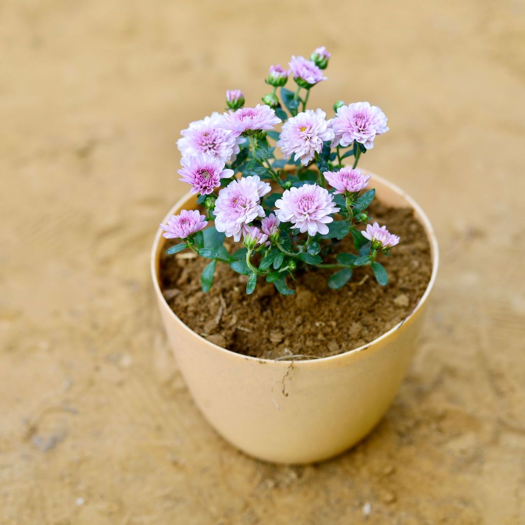 ATUL0822 - Chrysanthemum / Guldawari / Guldaudi (any colour) in 6 Inch Beige Marble Premium Orchid Round Plastic Pot