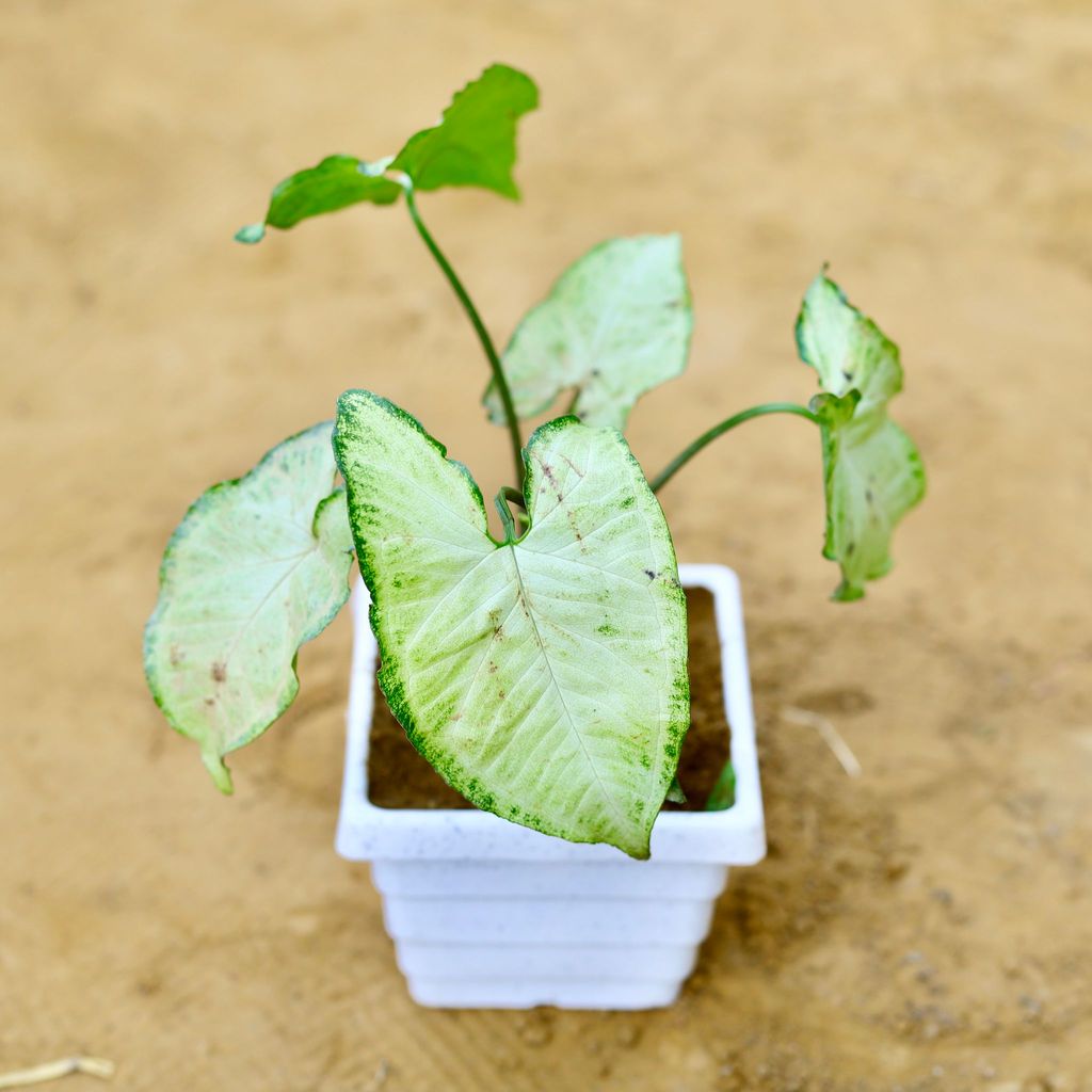 ATUL0826 - Syngonium White in 4 Inch White Marble Premium Orchid Square Plastic Pot