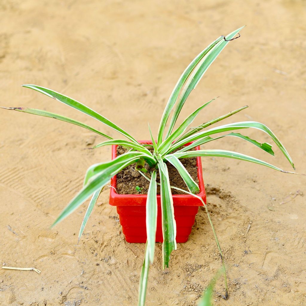 ATUL0836 - Spider in 4 Inch Red Premium Orchid Square Plastic Pot