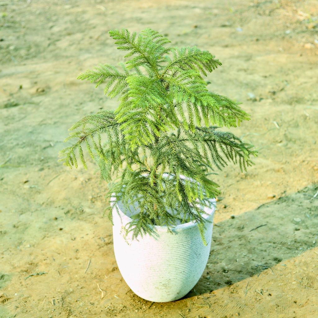 ATUL0863 - Araucaria / Christmas Tree (~ 2.5 Ft) in 15 X 14 Inch White Premium Convessa Fiberglass Planter