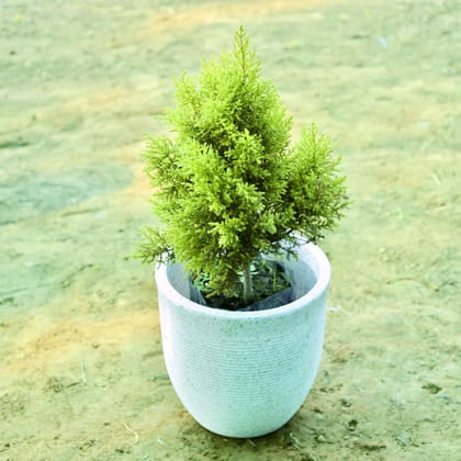 Buy Cypress (~ 2 Ft) in 12 X 12 Inch White Premium Orbis Fiberglass Planter Online | Urvann.com