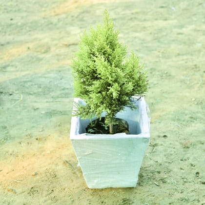 Buy Cypress (~ 2 Ft) in 12 X 10 Inch White Premium Blaze Fiberglass Planter Online | Urvann.com