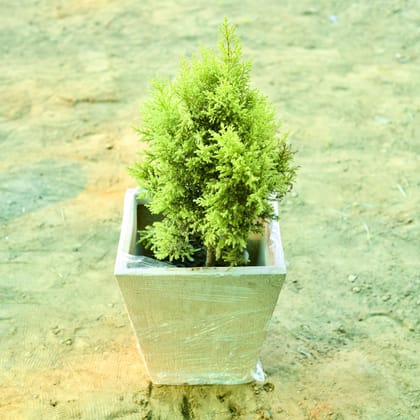 Buy Cypress (~ 2 Ft) in 12 X 10 Inch Sandstone Premium Blaze Fiberglass Planter Online | Urvann.com