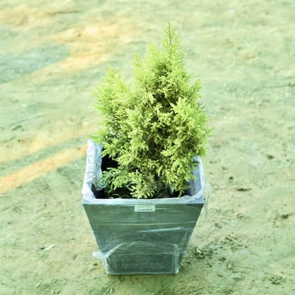 Buy Cypress (~ 2 Ft) in 12 X 10 Inch Grey Premium Blaze Fiberglass Planter Online | Urvann.com