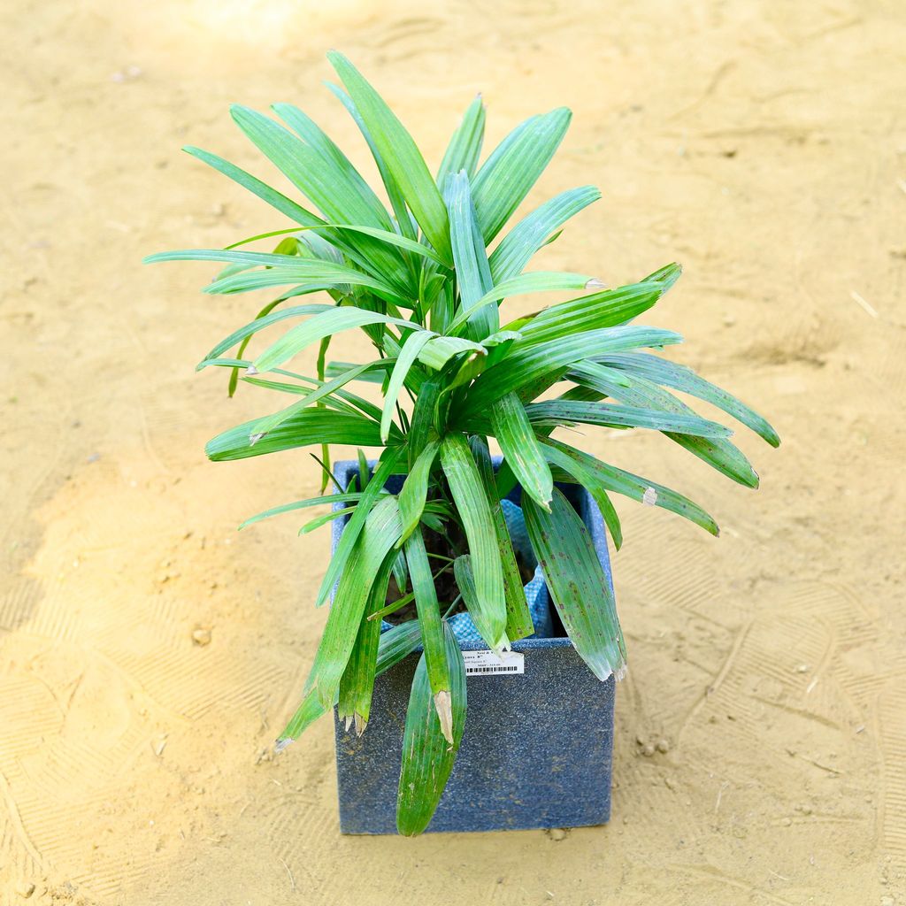 ATUL0879 - Raphis / Rhaphis Palm in 8 X 8 Inch Grey Premium Kyvos Fiberglass Planter