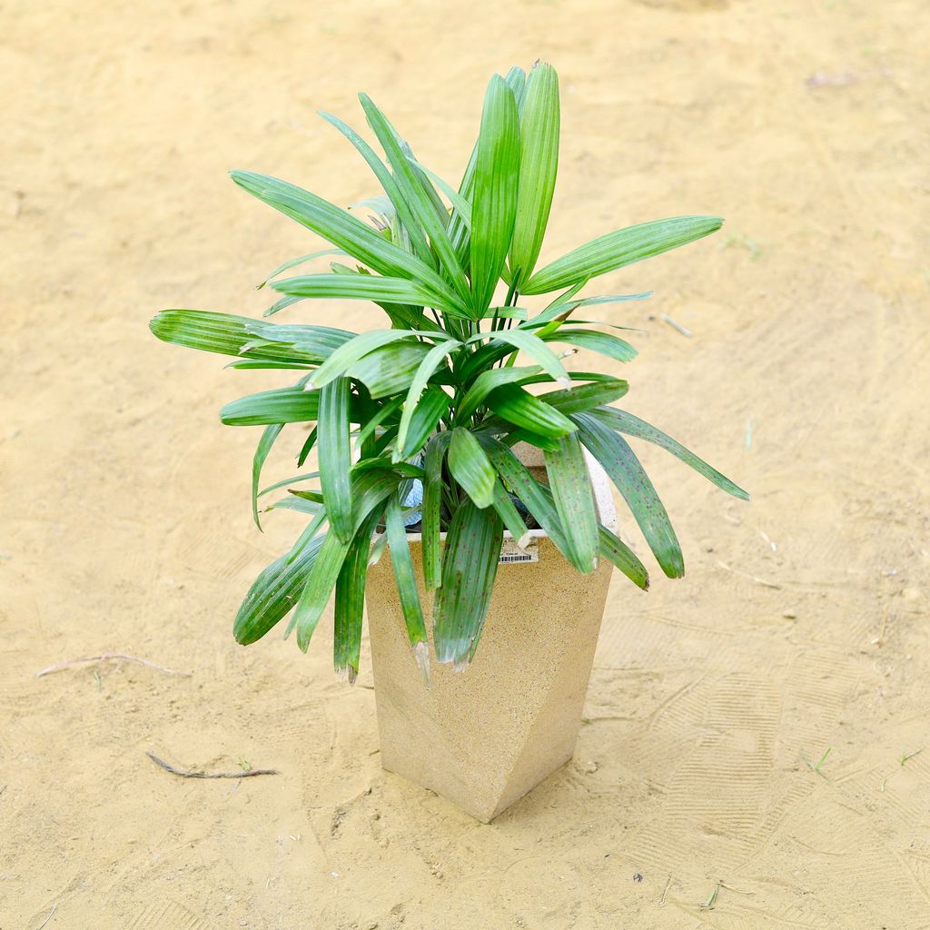 ATUL0881 - Raphis / Rhaphis Palm in 8 X 12 Inch Sandstone Premium Fantasia Fiberglass Planter