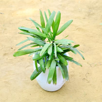 Buy Raphis / Rhaphis Palm in 10 X 10 Inch White Premium Convessa Fiberglass Planter Online | Urvann.com