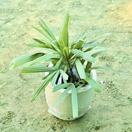 Buy Raphis / Rhaphis Palm in 10 X 10 Inch Sandstone Premium Convessa Fiberglass Planter Online | Urvann.com