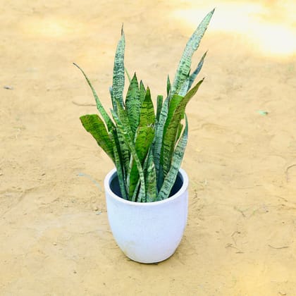 Buy Snake Green (~ 1 Ft) in 10 X 10 Inch White Premium Convessa Fiberglass Planter Online | Urvann.com