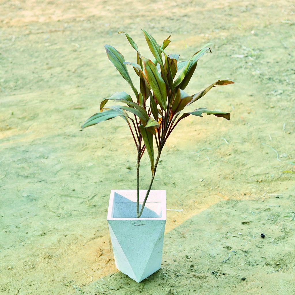 ATUL0896 - Dracaena Cordyline Red (~ 2 Ft) in 8 X 12 Inch White Premium Fantasia Fiberglass Planter