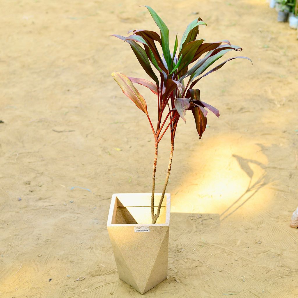 ATUL0897 - Dracaena Cordyline Red (~ 2 Ft) in 8 X 12 Inch Sandstone Premium Fantasia Fiberglass Planter