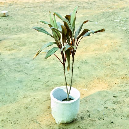 Buy Dracaena Cordyline Red (~ 2 Ft) in 10 X 10 Inch White Premium Convessa Fiberglass Planter Online | Urvann.com