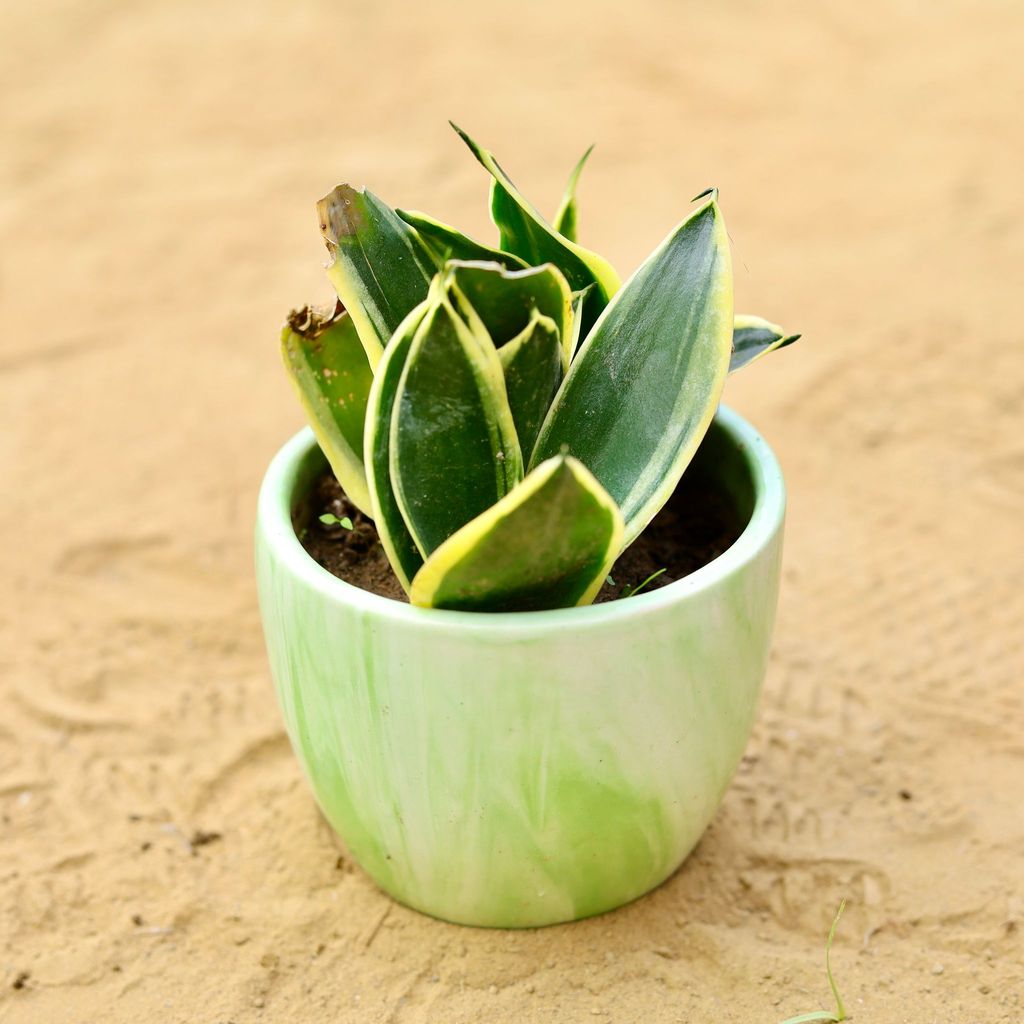 ATUL0260 - Snake Dwarf Yellow in 4 inch Green Marble Handcrafted Cup Ceramic Pot- Gloss Finish indoor Plant Pot