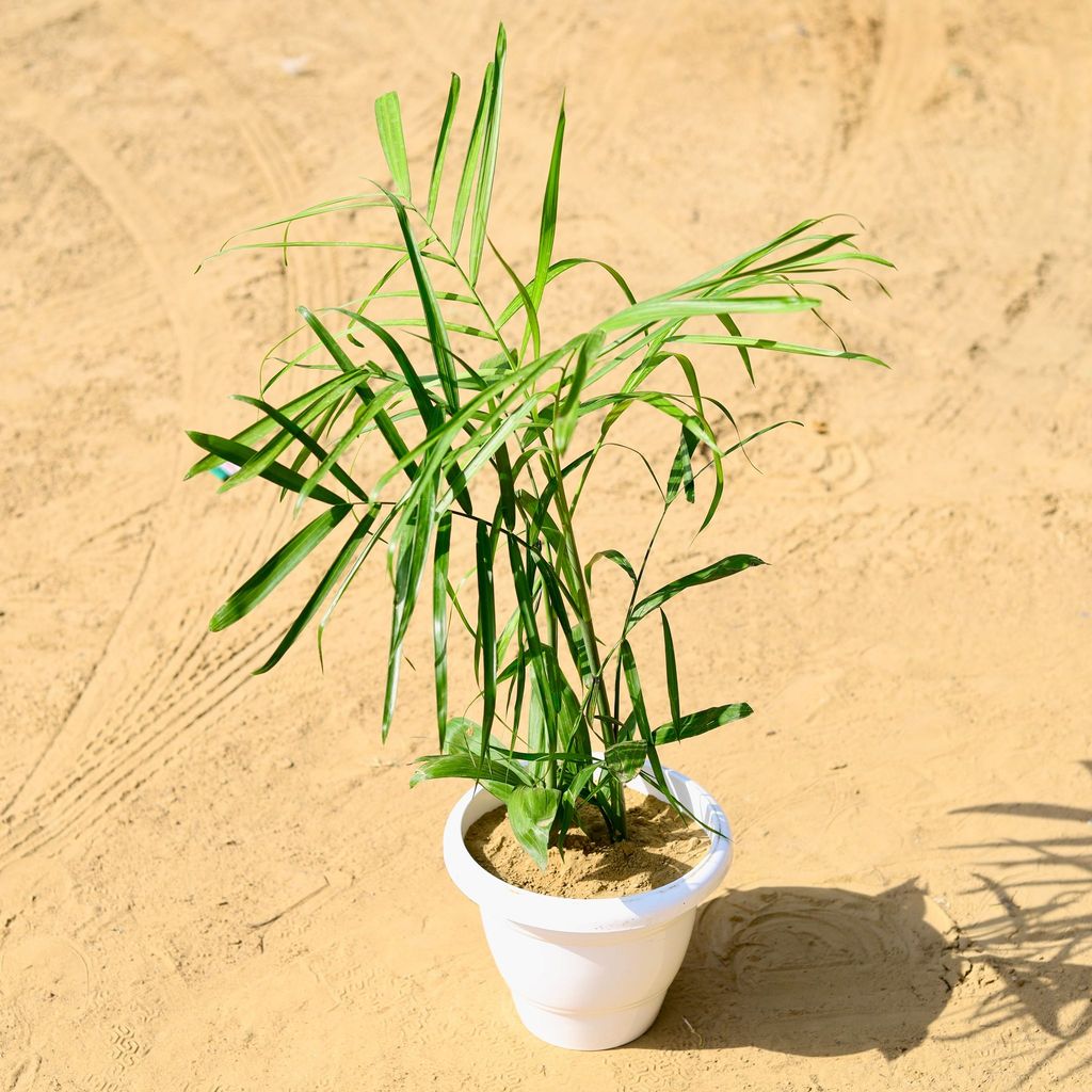 ATUL0752 - Bamboo / Cane Palm in 10 Inch Classy White Round Plastic Pot