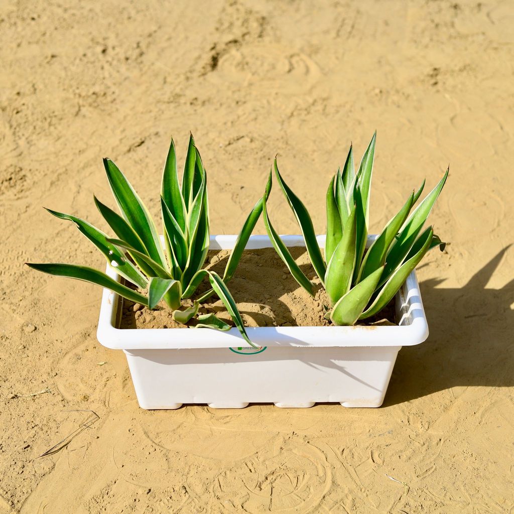 ATUL0755 - Agave / Kamal Cactus in 17 Inch White Rectangular Window Plastic Planter