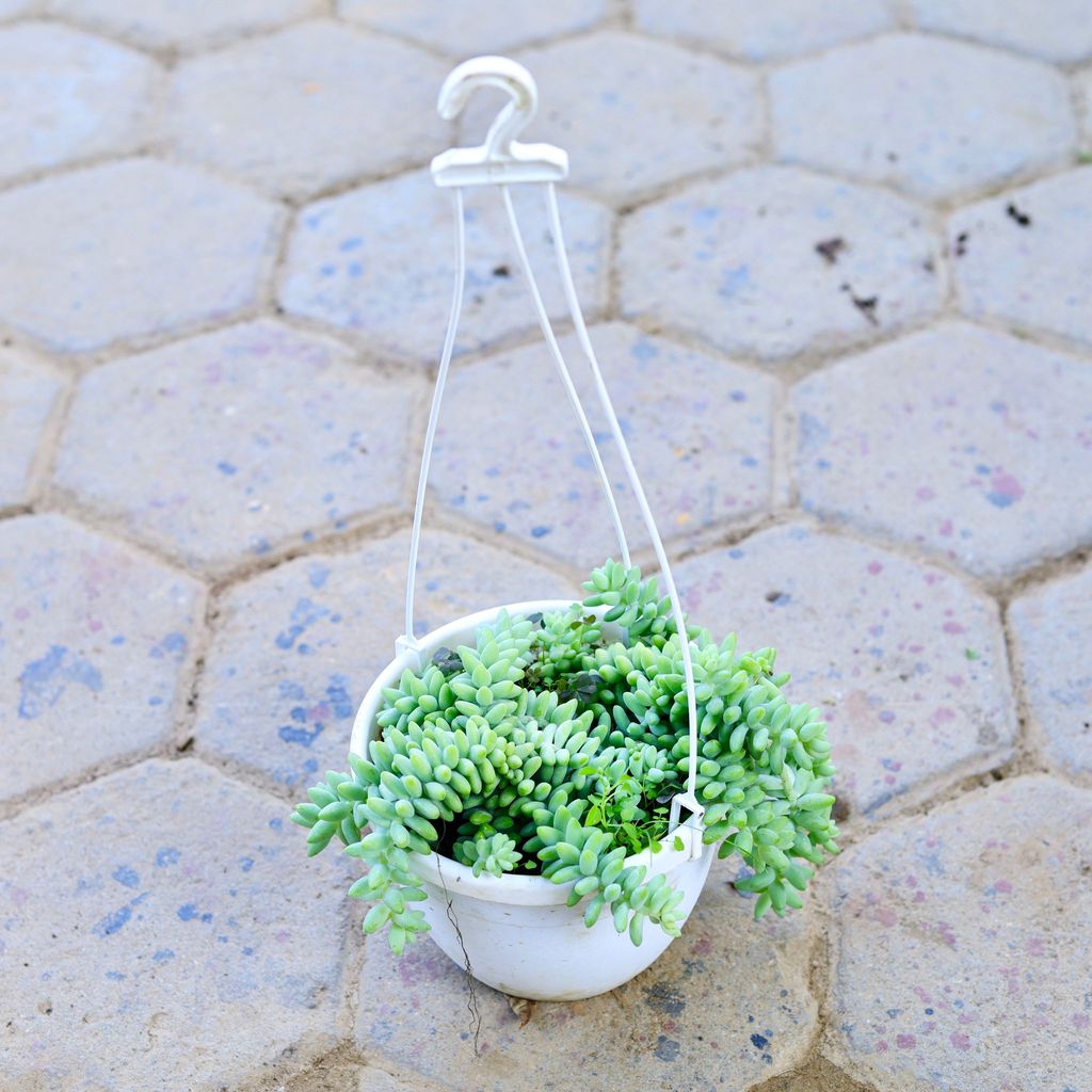 ATUL0765 - Burro's Tail Succulent in 6 Inch Hanging Basket