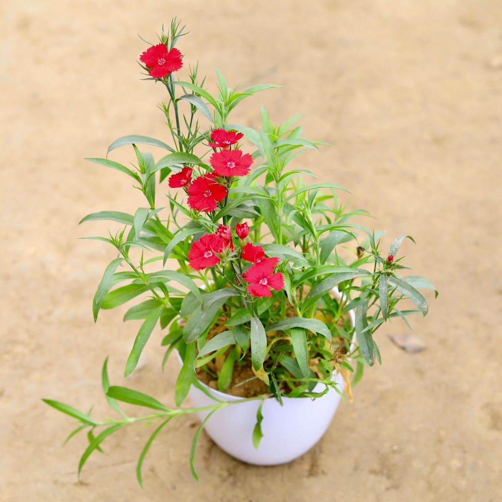 ATUL0117 - Dianthus (any colour) in 6 Inch White Premium Orchid Plastic Pot