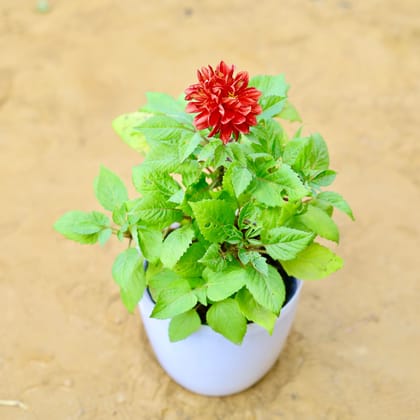 Buy Dahlia Dwarf (any colour) in 6 Inch White Premium Orchid Round Plastic Pot Online | Urvann.com