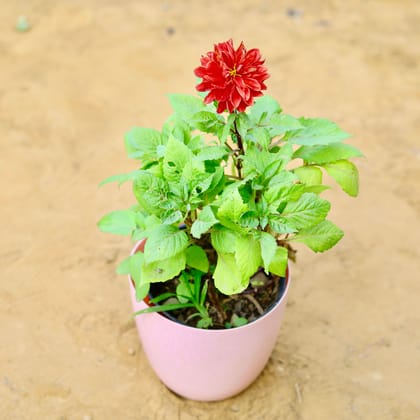 Buy Dahlia Dwarf (any colour) in 6 Inch Beige Marble Premium Orchid Round Plastic Pot Online | Urvann.com