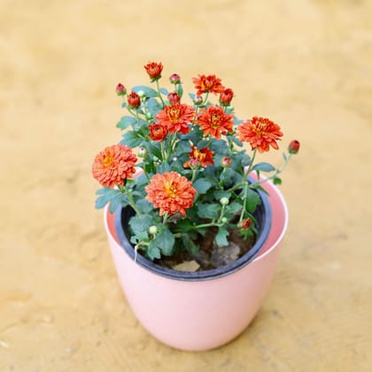 Buy Chrysanthemum (any colour) in 6 Inch Pink Marble Premium Orchid Round Plastic Pot Online | Urvann.com