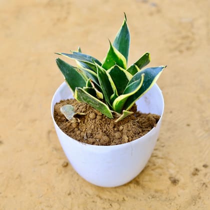 Buy Snake Dwarf Yellow in 6 Inch White Premium Orchid Round Plastic Pot Online | Urvann.com