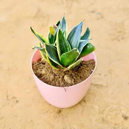 Buy Snake Dwarf Yellow in 6 Inch Pink Marble Premium Orchid Round Plastic Pot Online | Urvann.com