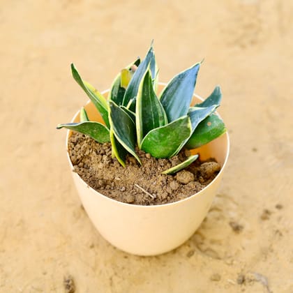 Buy Snake Dwarf Yellow in 6 Inch Beige Marble Premium Orchid Round Plastic Pot Online | Urvann.com