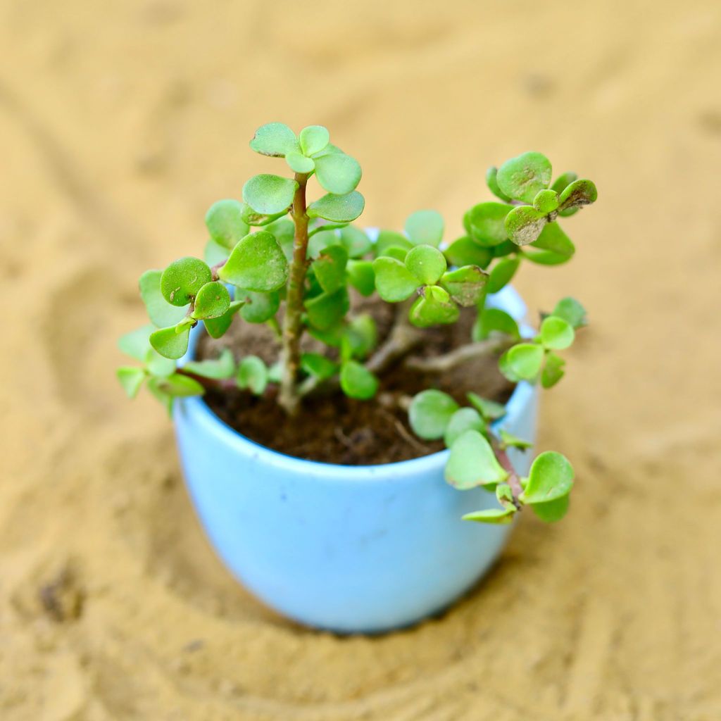 ATUL0605 - Jade in 3 Inch Blue Classy Cup Ceramic Pot