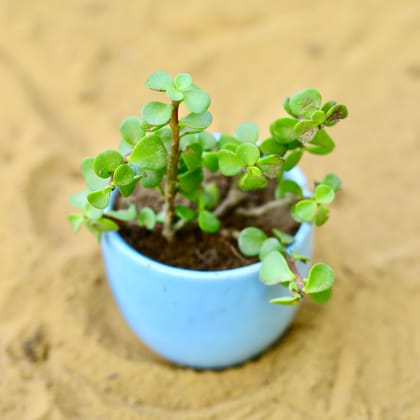 Buy Jade in 3 Inch Blue Classy Cup Ceramic Pot 
 Online | Urvann.com