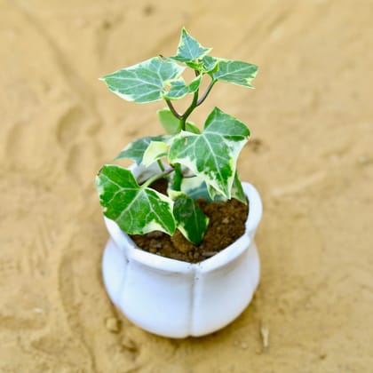 Buy English Ivy in 4 Inch White Tulip Designer Ceramic Pot Online | Urvann.com