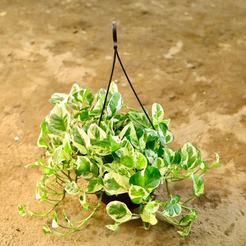 ATUL0659 - Money Plant N'joy in 8 Inch Hanging Basket