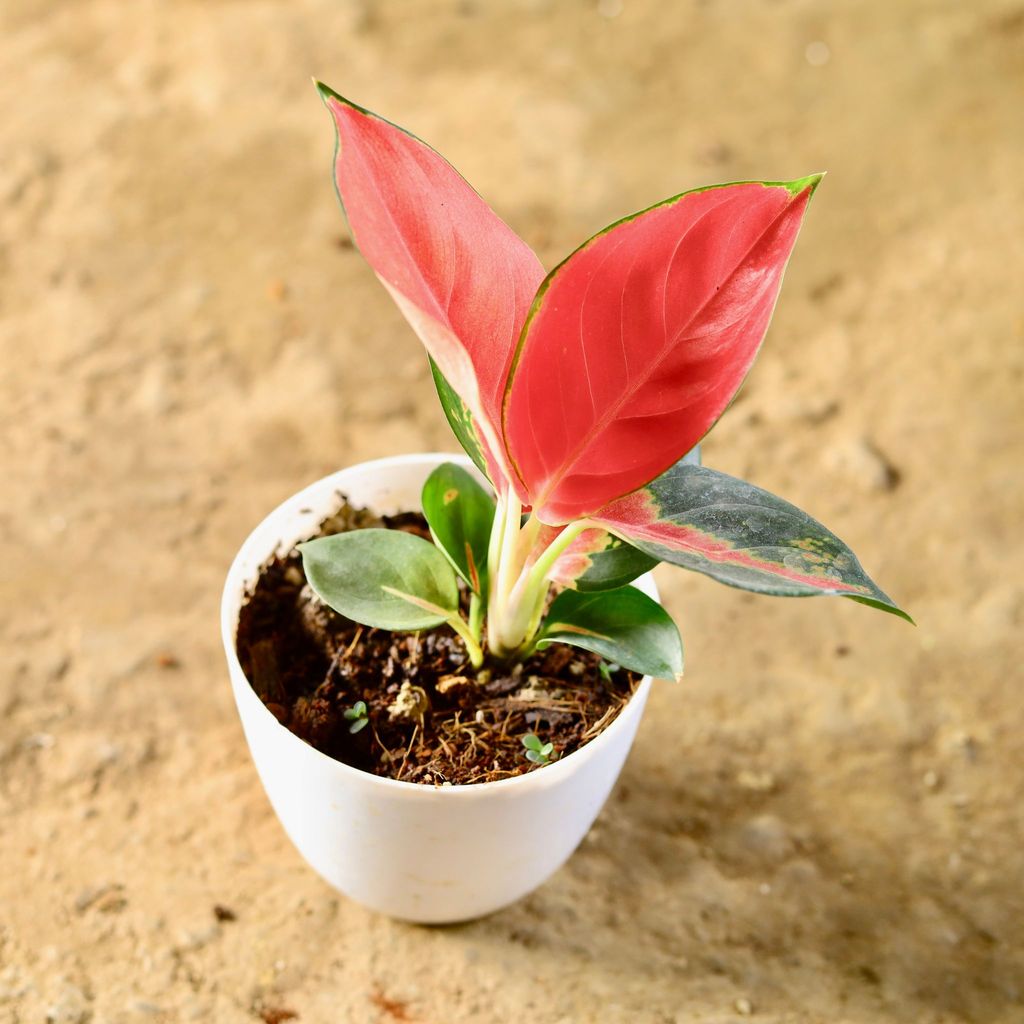 ATUL0666 - Aglaonema Red King in 4 Inch White Premium Orchid Round Plastic Pot