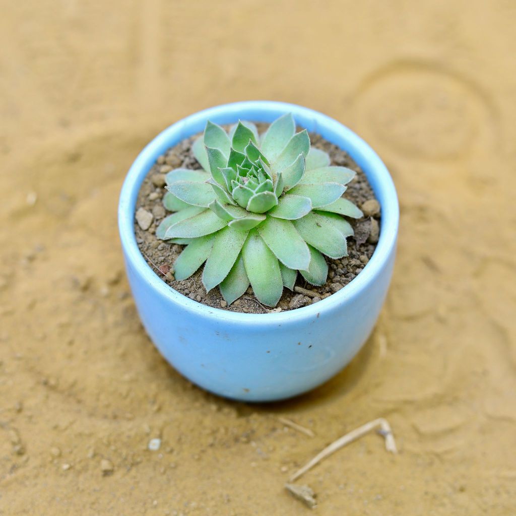 ATUL0501 - Lakshmi Kamal Succulent in 3 Inch Blue Classy Cup Ceramic Pot