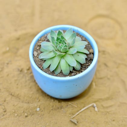 Buy Lakshmi Kamal Succulent in 3 Inch Blue Classy Cup Ceramic Pot Online | Urvann.com