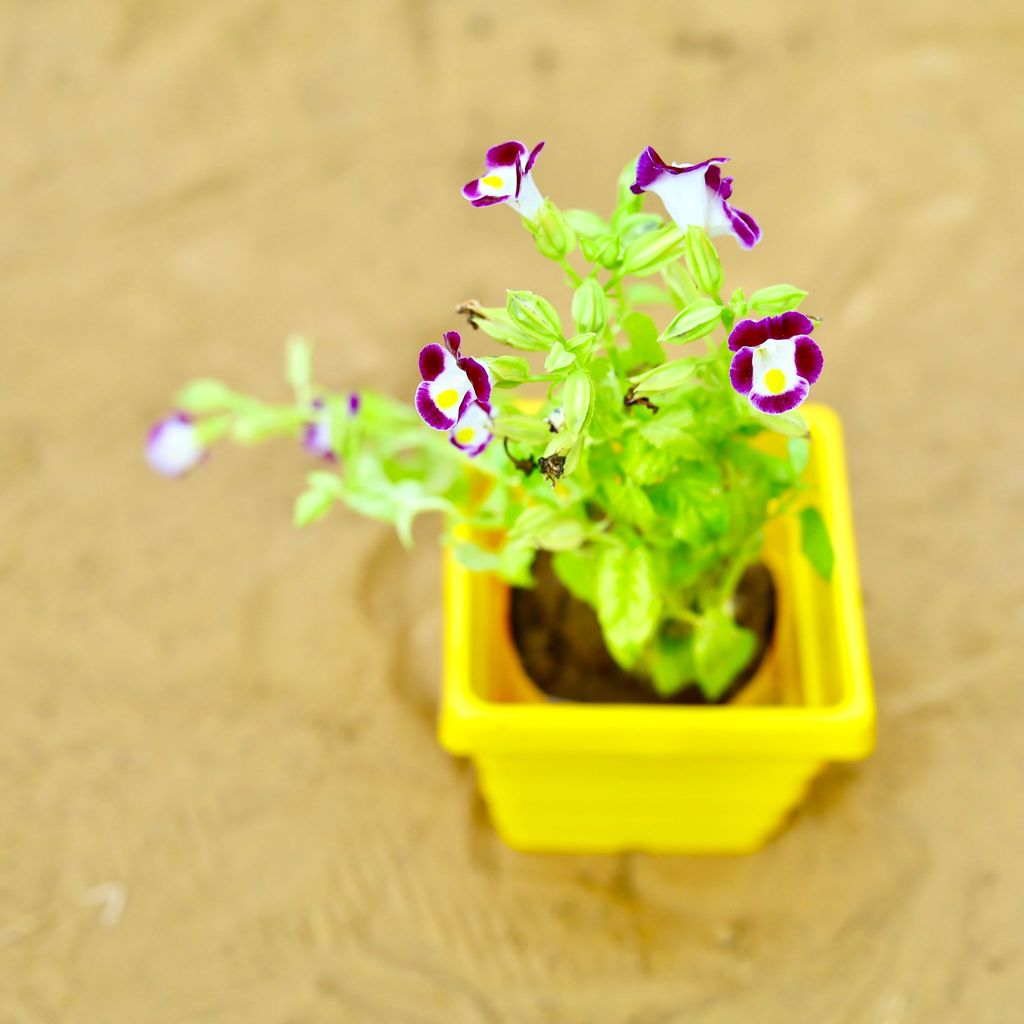 ATUL0507 - Wishbone / Torenia (Any Colour) in 4 Inch Yellow Premium Orchid Square Plastic Pot