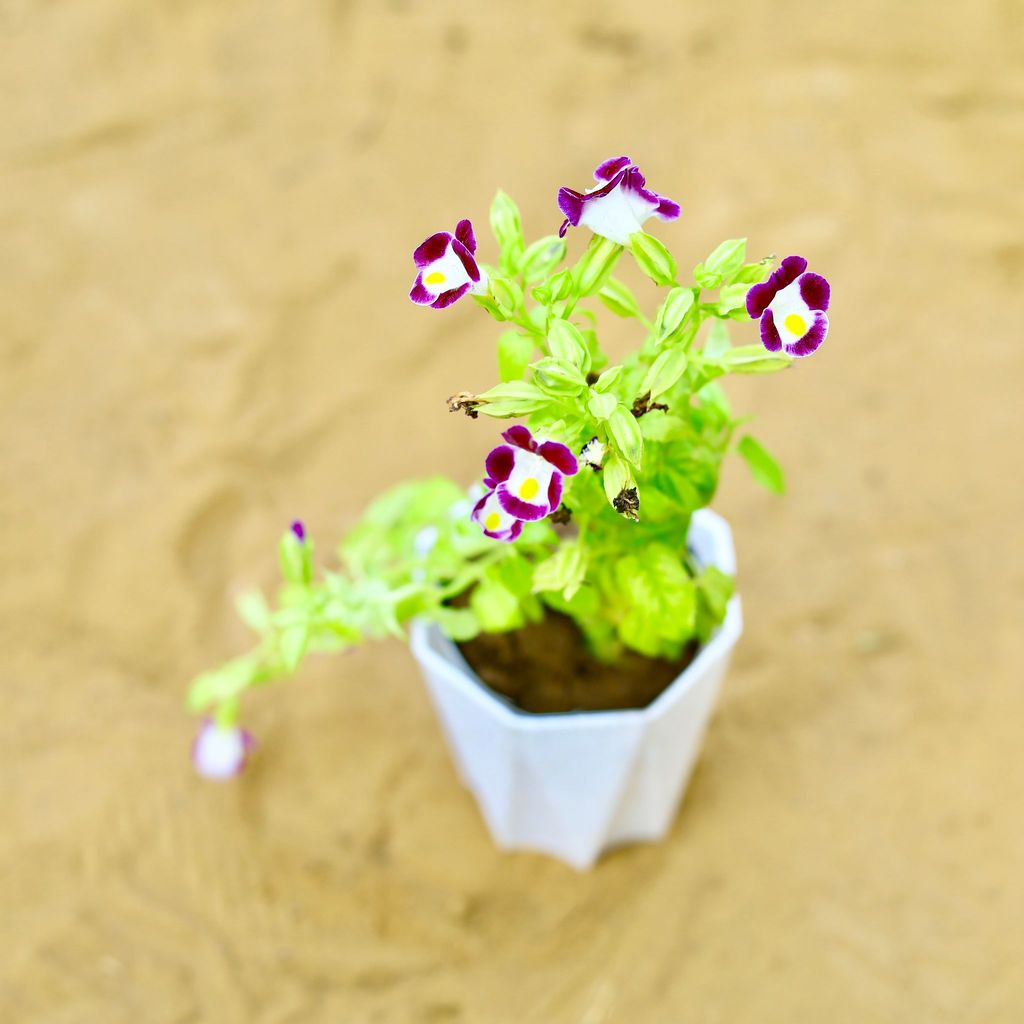 ATUL0508 - Wishbone / Torenia (Any Colour) in 4 Inch White Premium Diamanti Plastic Pot