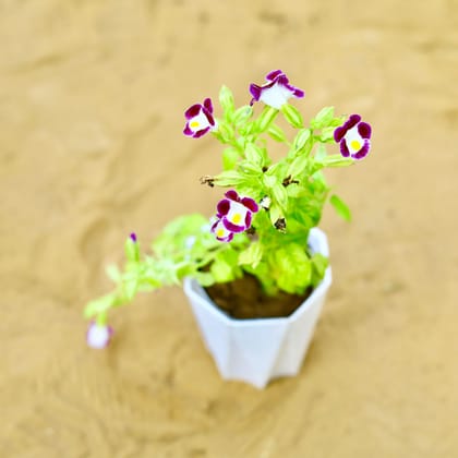 Buy Wishbone / Torenia (Any Colour) in 4 Inch White Premium Diamanti Plastic Pot Online | Urvann.com