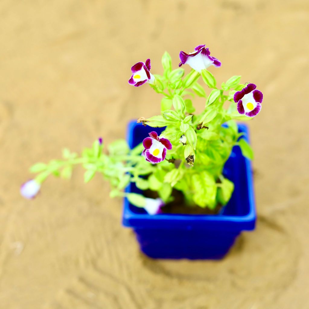 ATUL0510 - Wishbone / Torenia (Any Colour) in 4 Inch Blue Premium Orchid Square Plastic Pot