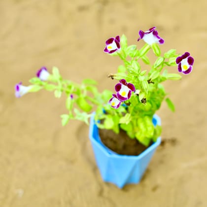 Buy Wishbone / Torenia (Any Colour) in 4 Inch Blue Marble Premium Diamanti Plastic Pot Online | Urvann.com