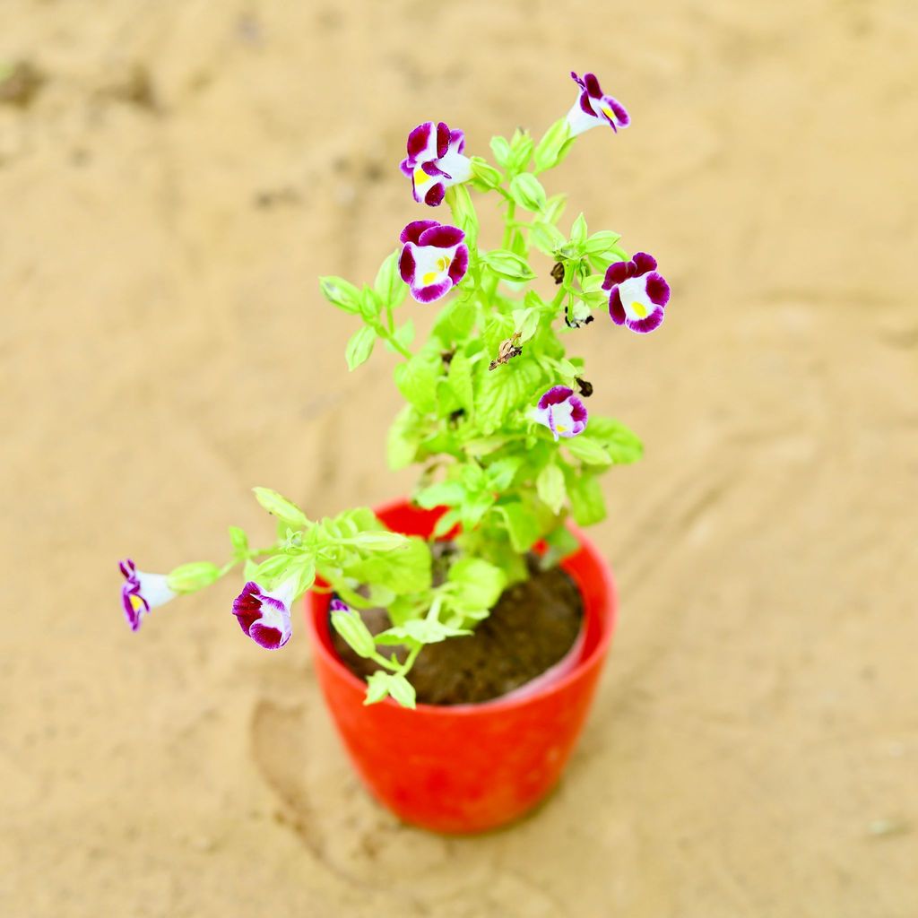 ATUL0521 - Wishbone / Torenia (Any Colour) in 4 Inch Red Premium Orchid Round Plastic Pot