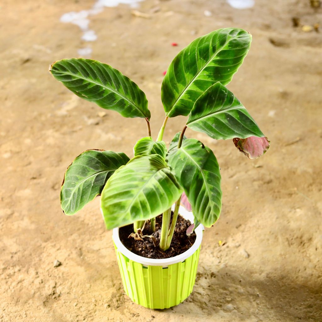 ATUL0568 - Calathea Jungle Velvet in 6 Inch Green Premium Tippy Plastic Pot