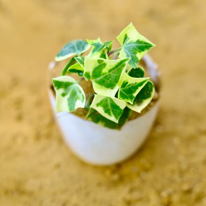 Buy English Ivy in 4 Inch White Marble Premium Orchid Round Plastic Pot Online | Urvann.com