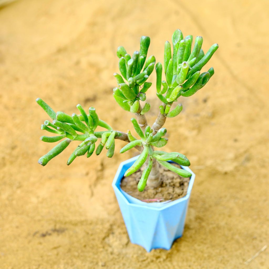 ATUL0588 - Crassula Jade Gollum / Finger Succulent in 4 Inch Blue Premium Diamanti Plastic Pot