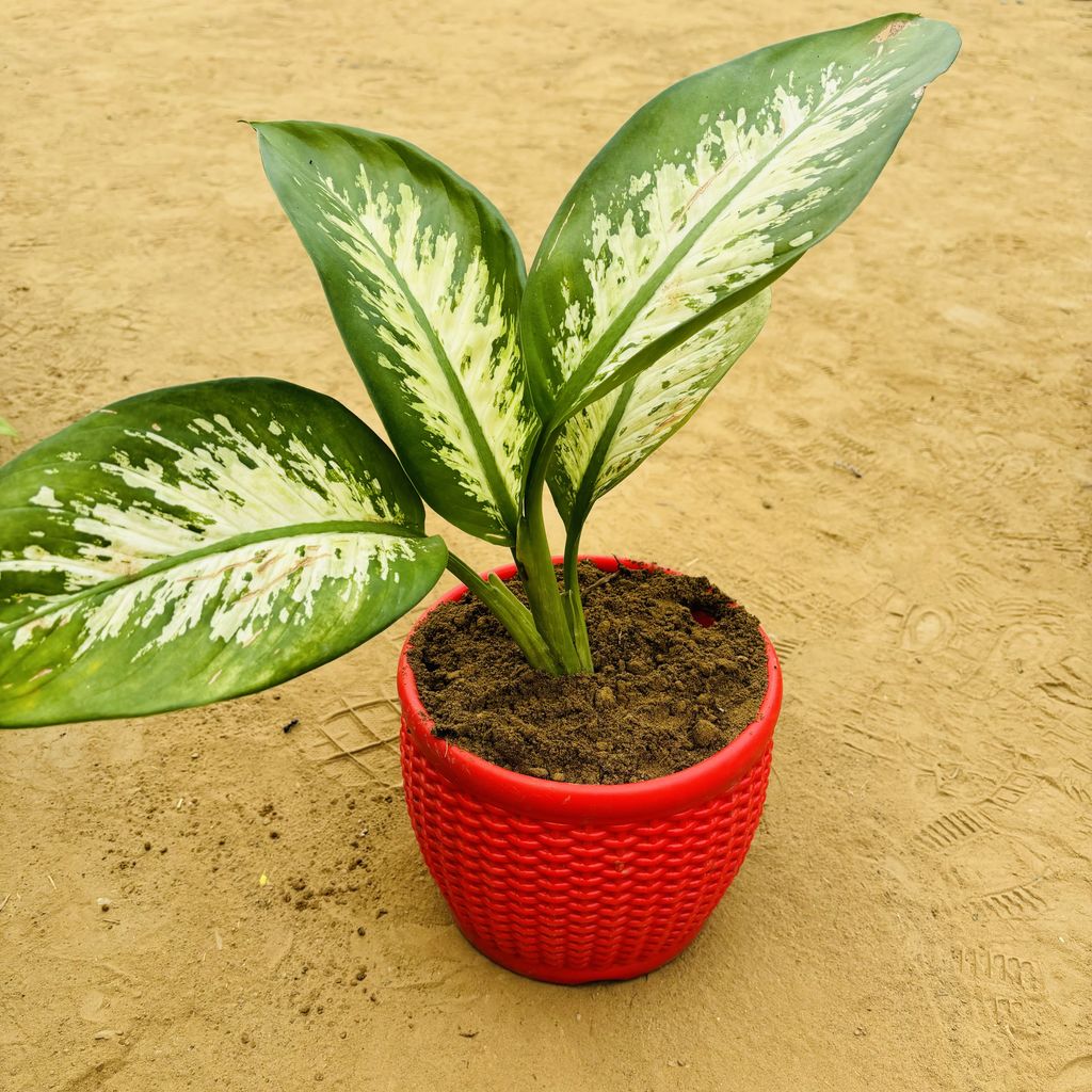 Dieffenbachia Seguine in 8 Inch Red Premium Matt Classic Plastic Pot