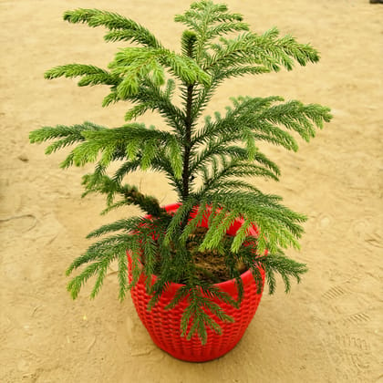 Buy Araucaria / Christmas Tree (~ 1 Ft) in 8 Inch Red Premium Matt Classic Plastic Pot Online | Urvann.com